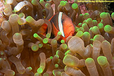 anemone closeup